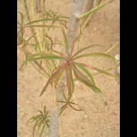 Euphorbe - Euphorbia Piscatoria (fam Euphorbiacees) (Madere) (03)